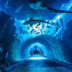 Dubai Aquarium and Underwater Zoo: A Deep Dive into Marine Wonders