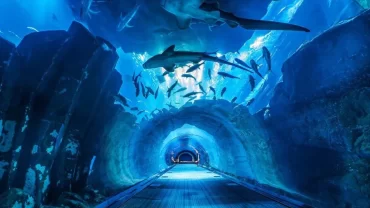 Dubai Aquarium and Underwater Zoo: A Deep Dive into Marine Wonders