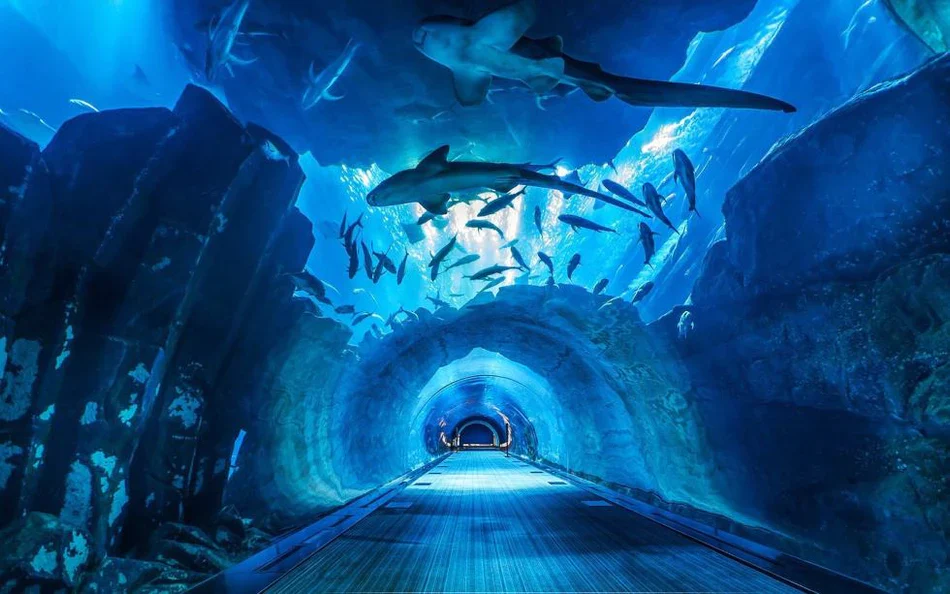 Dubai Aquarium and Underwater Zoo: A Deep Dive into Marine Wonders